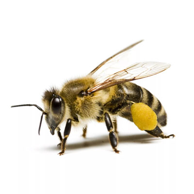 Лекарства для пчёл